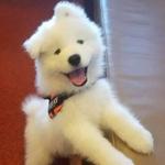 samoyed_puppy_dallas