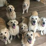 toomanygoldens