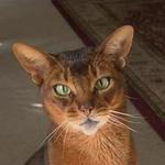 juliantheabyssinian